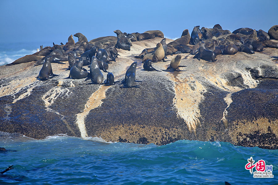 岩石上的海狮群