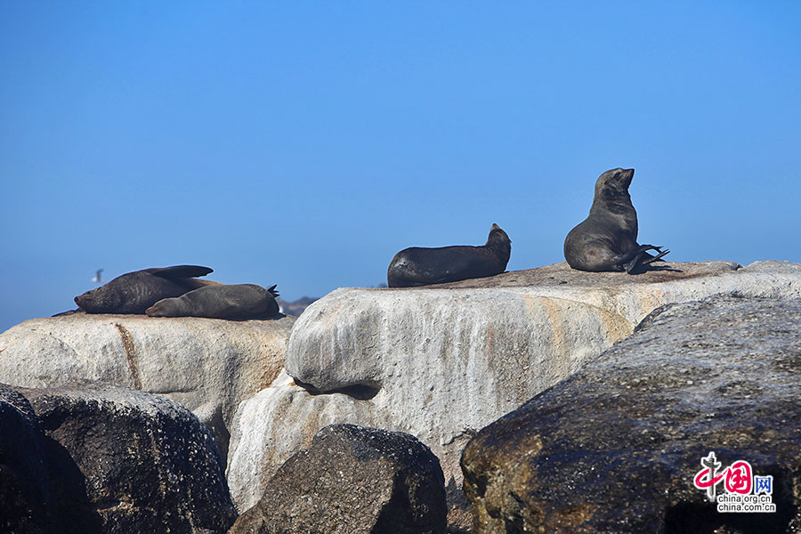 扒在石頭上曬起日光浴的海獅
