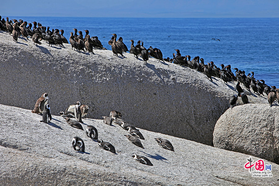 海边的礁石上有许多非洲小企鹅
