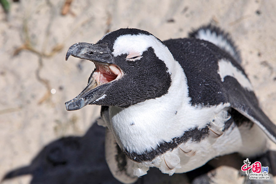 非洲小企鹅喙前端的白环