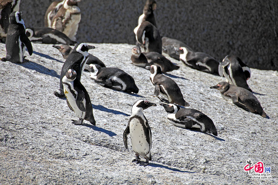 绚色南非(十五)博德斯海滩，非洲小企鹅的春天
