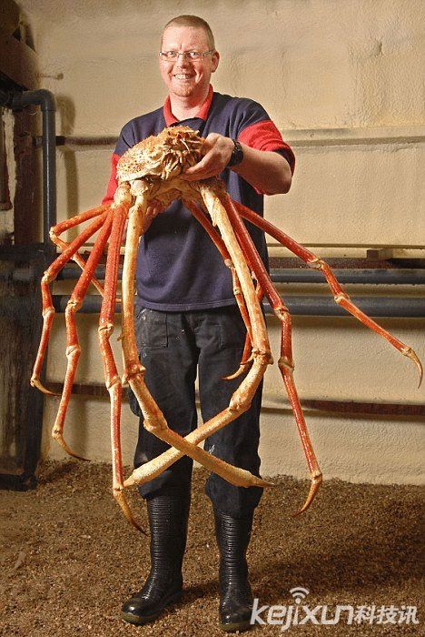 巨型杀人蟹蜘蛛蟹形似蜘蛛 曾疯狂攻击日本渔民