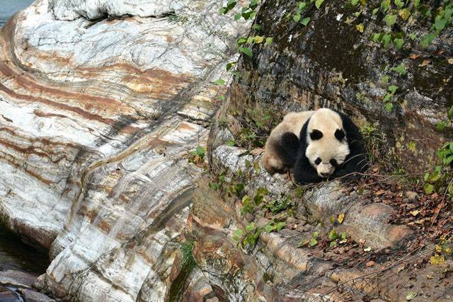 陜西風景區內大熊貓懸崖邊曬太陽[組圖]