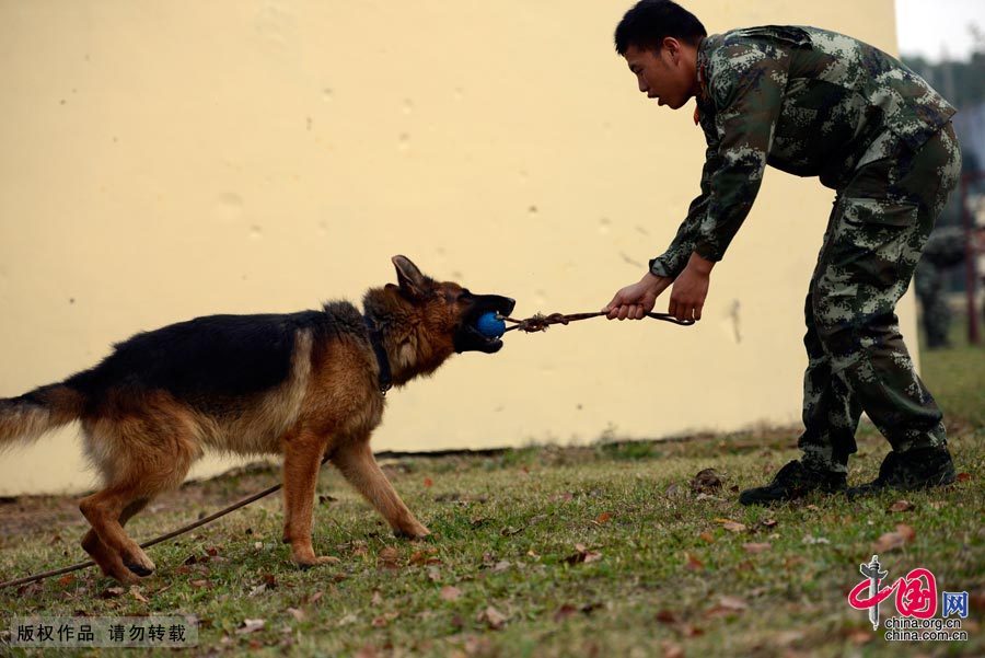 探秘武警警犬训练分队[组图]