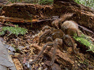 美科学家丛林偶遇世界最大蜘蛛