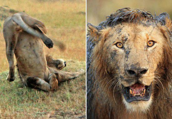 雄狮摔跤啃泥狼狈不堪