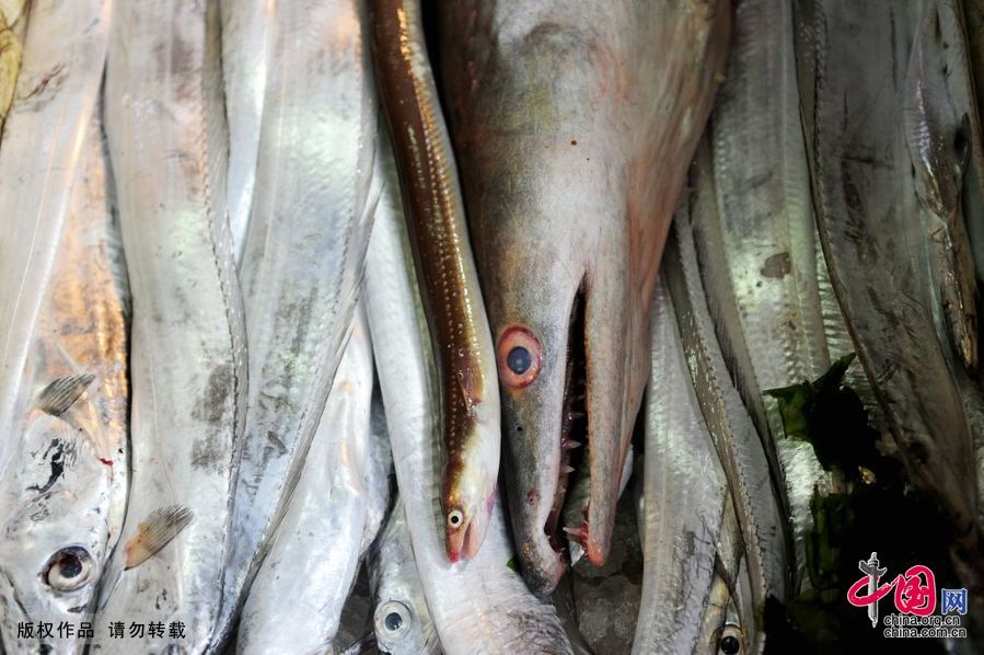 青岛渔民捕获近两米长巨型海鳗鱼[组图]