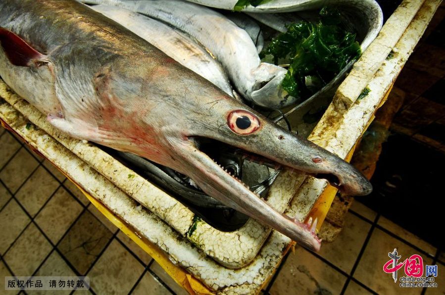 青岛渔民捕获近两米长巨型海鳗鱼[组图]