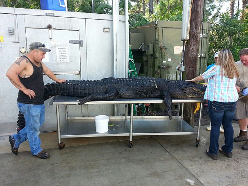 美佛罗里达两猎人赤手空拳捕获重346公斤鳄鱼