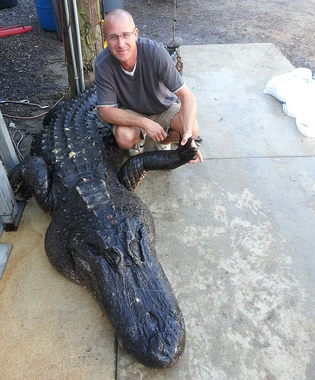 美佛罗里达两猎人赤手空拳捕获重346公斤鳄鱼