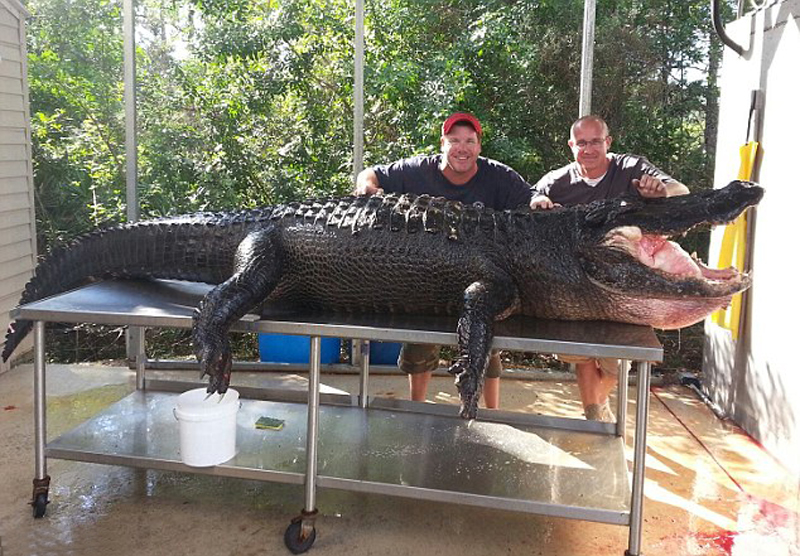 美佛羅裏達兩獵人赤手空拳捕獲重346公斤鱷魚