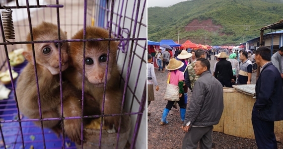 云南普洱中越边贸街成了野生动物餐饮街