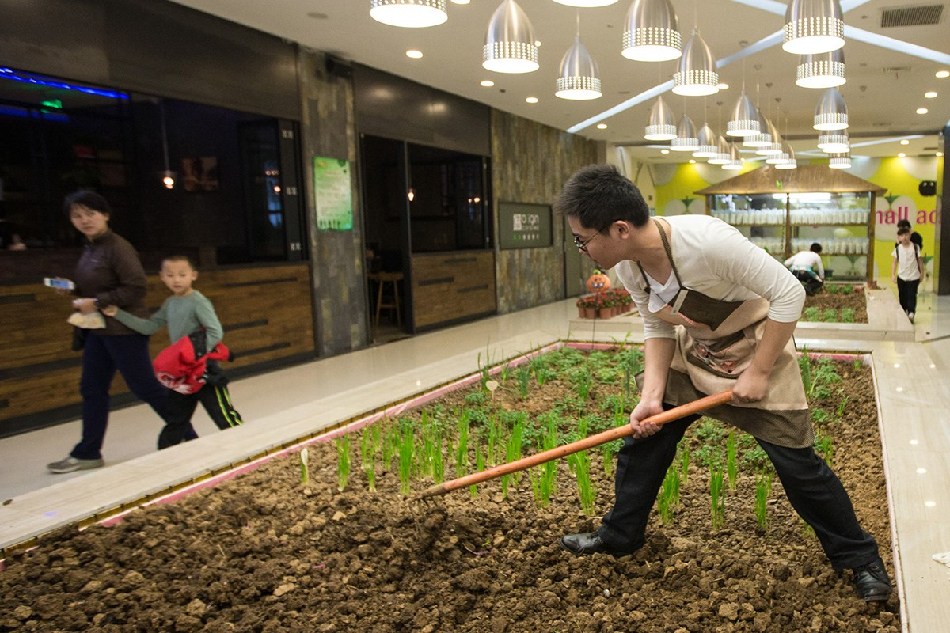 南京一商场内耕地种菜 打造都市“田园生活”