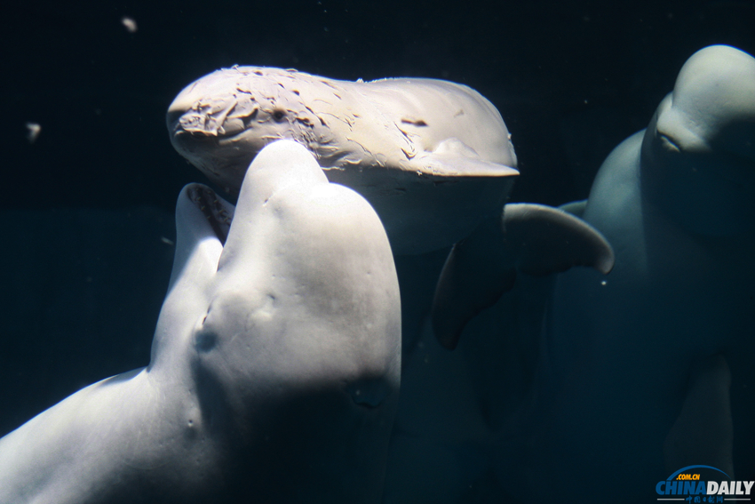 長沙：國內首例白鯨産子 新生第一天鯨寶寶努力覓乳