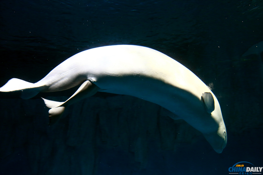 長沙：國內首例白鯨産子 新生第一天鯨寶寶努力覓乳