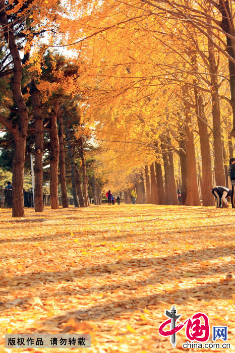 每年11月份，是银杏树释放它最美色彩的季节，而钓鱼台国宾馆东侧的银杏林，被公认为北京秋天最具代表性的景色之一。