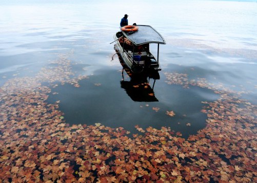 杭州西湖落叶为镜头停留 美景不乏人情味