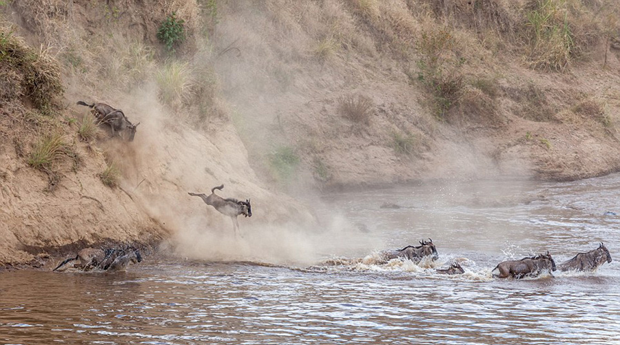 非洲角马渡马拉河 为躲避鳄鱼跃起3米高[组图]