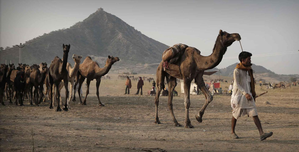 印度普什卡骆驼集市的一天