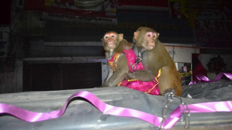 印度男子為猴子舉行盛大婚禮 200村民來慶祝[組圖]