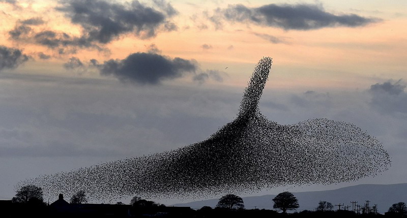 英國5萬隻椋鳥空中“群舞” 景象壯觀宛若黑雲