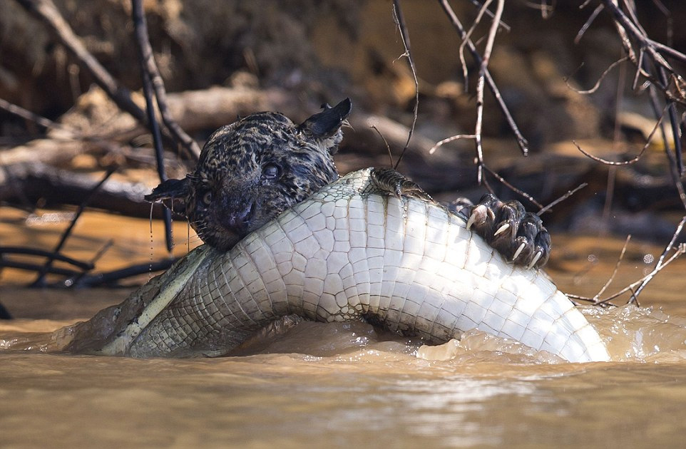 巴西摄影师抓拍饥饿美洲豹攻击鳄鱼画面