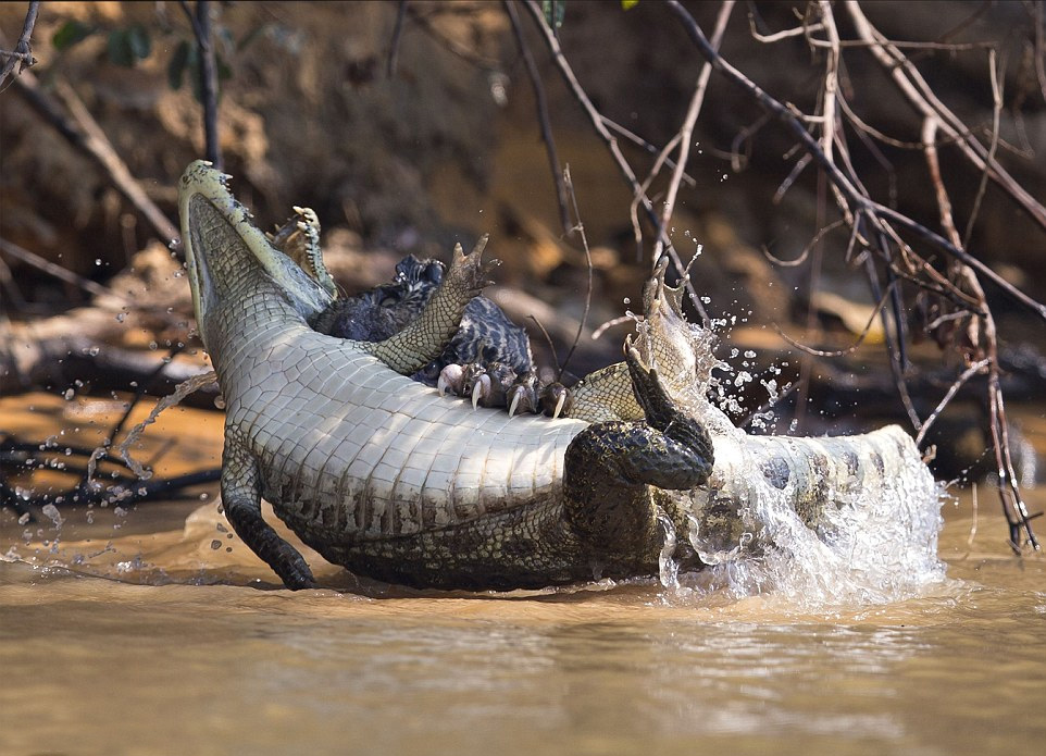 巴西摄影师抓拍饥饿美洲豹攻击鳄鱼画面