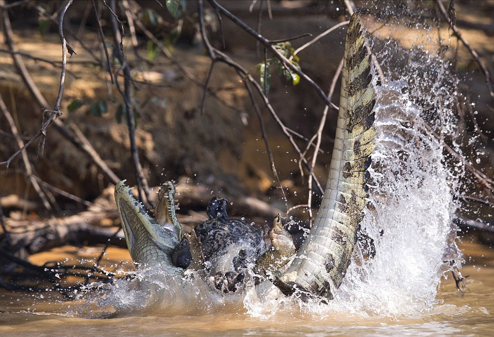 巴西攝影師抓拍饑餓美洲豹攻擊鱷魚畫面