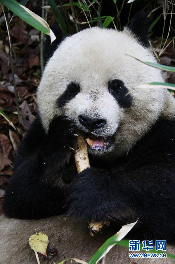 （图文互动）陕西首次观察到秦岭大熊猫啃食羚牛腿骨