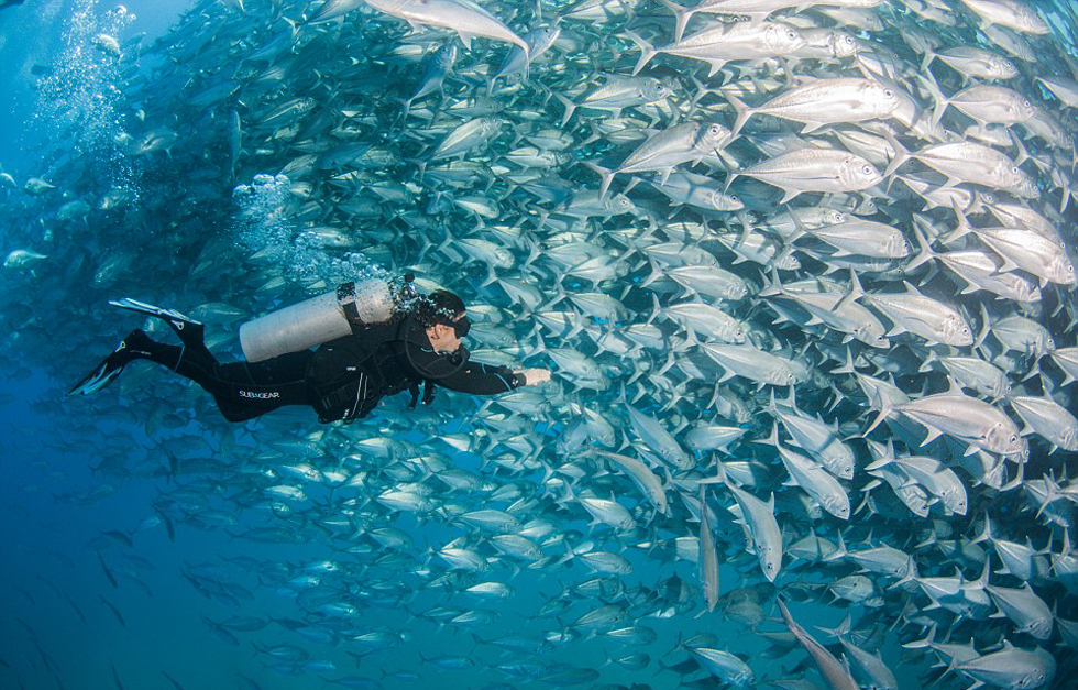 澳夫婦墨西哥潛水遇魚群'包圍' 鏡頭記錄震撼景象[組圖]