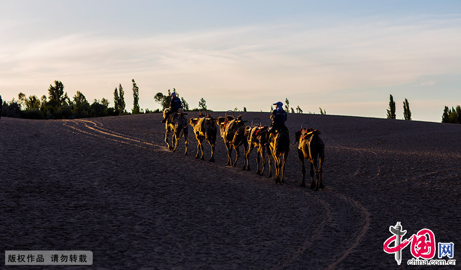 夕阳下，一队骆驼伴着牵驼人缓缓走在回家的路上。 中国网图片库 徐海洋 摄