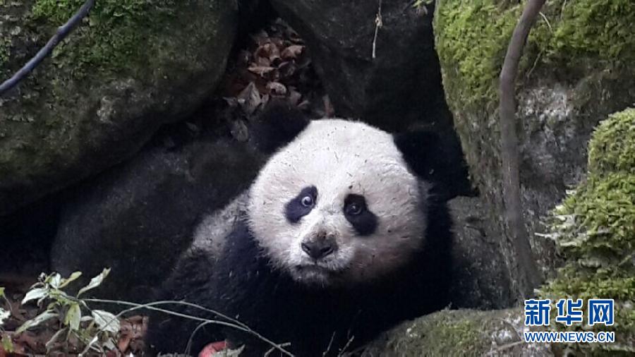 四川唐家河自然保護區內發現受傷野生大熊貓