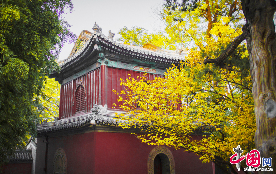 2014年11月正值大觉寺银杏节期间，图为秋天的大觉寺美景。 中国网图片库 于同信摄影