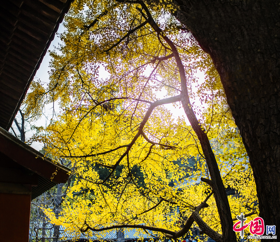 2014年11月正值大觉寺银杏节期间，图为秋天的大觉寺美景。 中国网图片库 于同信摄影