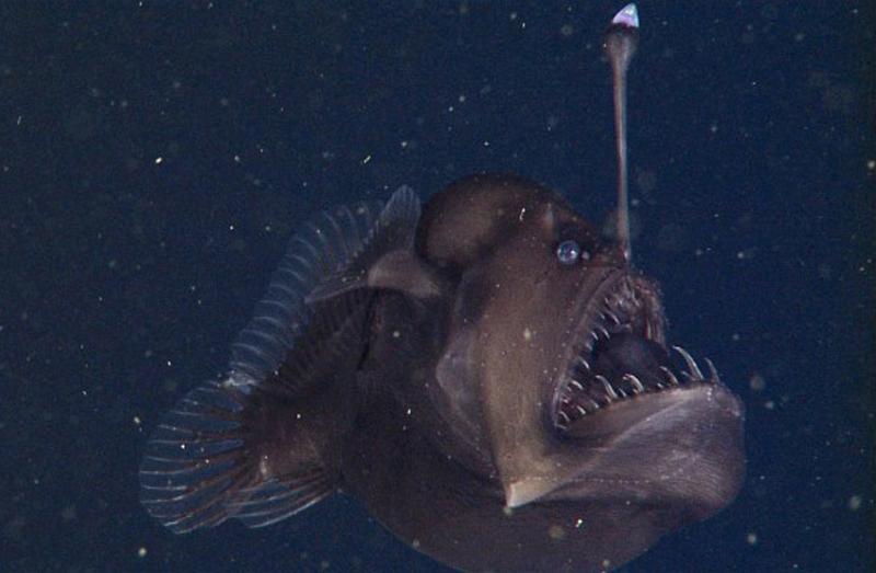 美研究人員拍到深海怪魚 長相駭人如“魔鬼”[組圖]