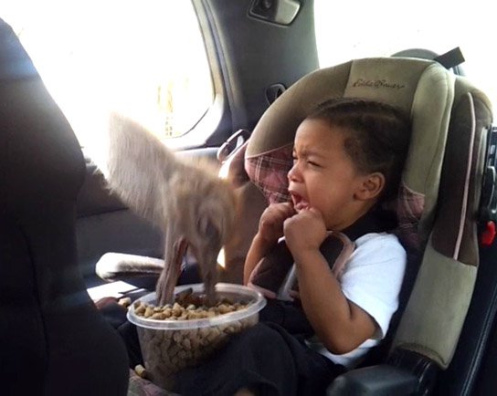 被动物袭击吓破胆的倒霉人