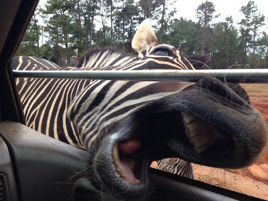 被动物袭击吓破胆的倒霉人