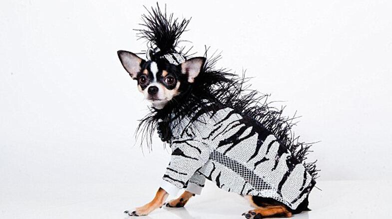 紐約設計師花10年打造寵物時尚服飾帝國