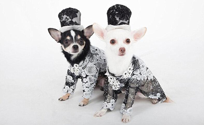 纽约设计师花10年打造宠物时尚服饰帝国