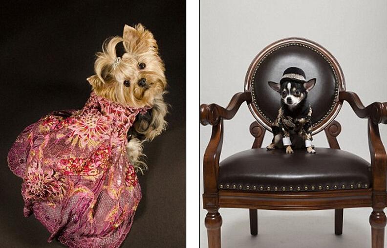 紐約設計師花10年打造寵物時尚服飾帝國