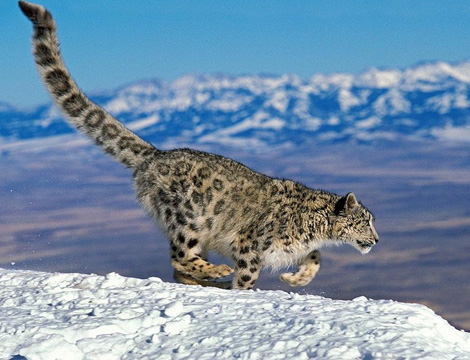 科研人员首次在罗布泊南部山区拍到雪豹照片