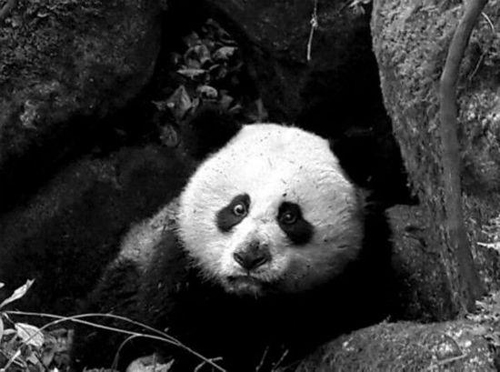 受伤野生大熊猫"平平"抢救无效死亡