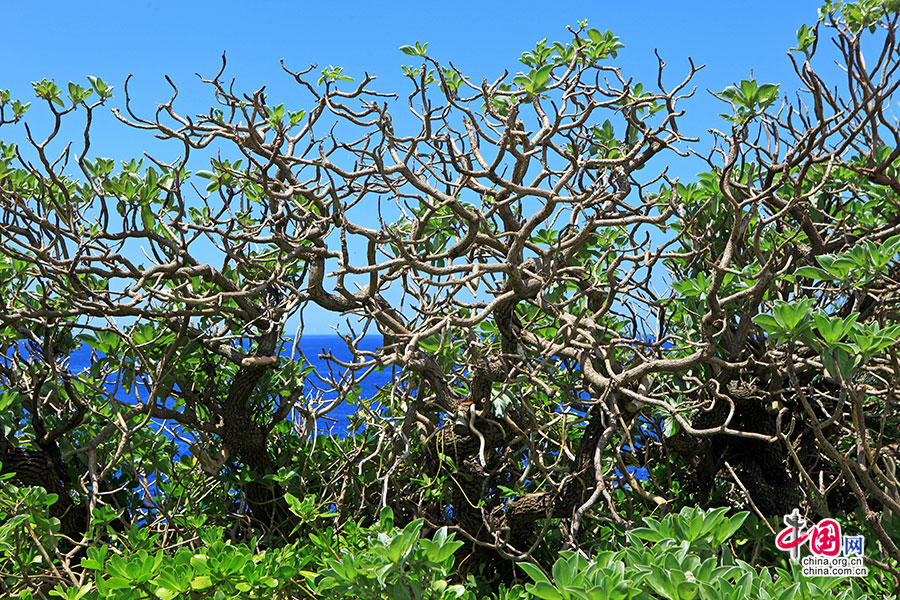 海边的热带植物