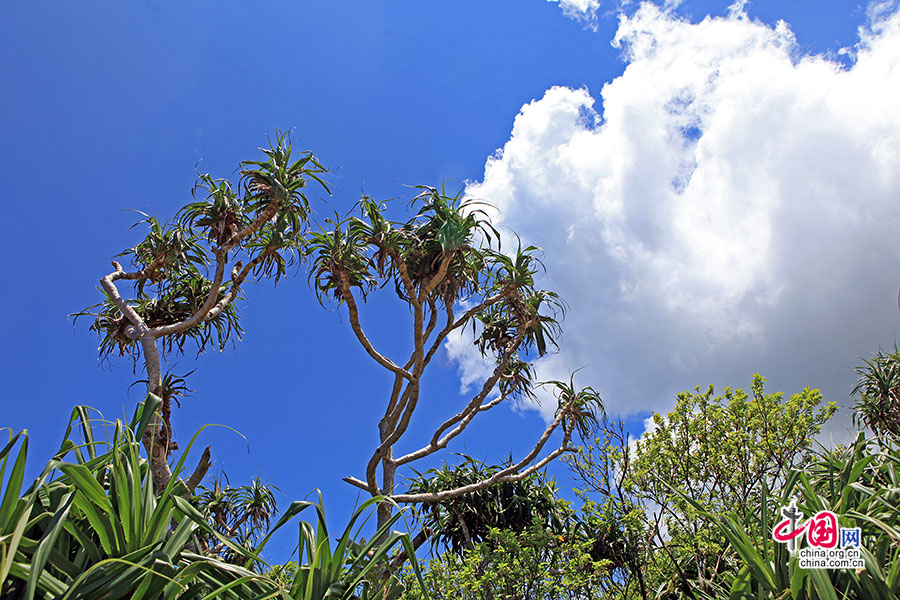 万座毛生长着许多热带野生植物