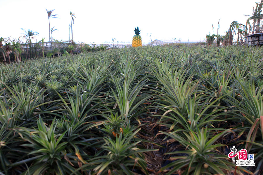 名护菠萝园位于冲绳本岛北部的名护市，有着80多年的菠萝种植历史