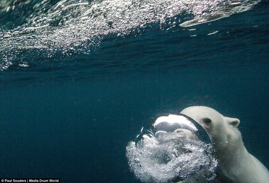 攝影師記錄北極熊學習長距離游泳過程[組圖]