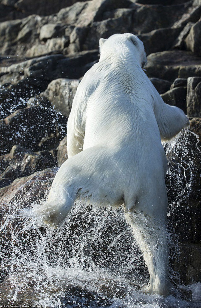 摄影师记录北极熊学习长距离游泳过程[组图]