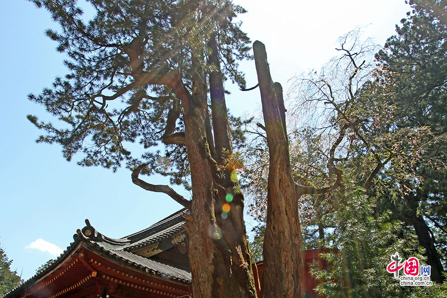 千年神木直冲云霄