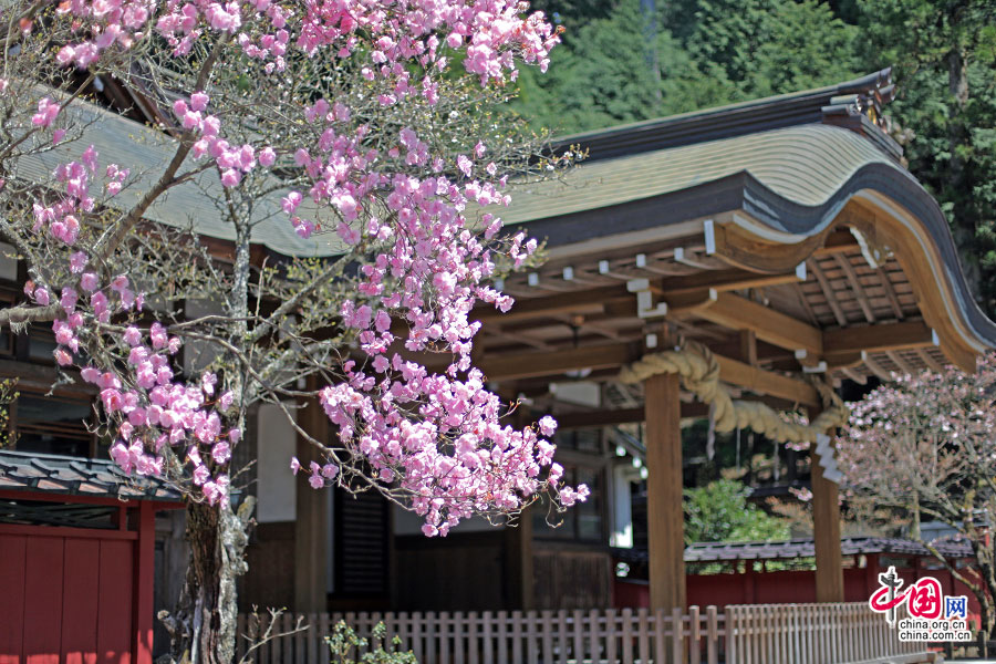 神社庭园的杜鹃姹紫嫣红