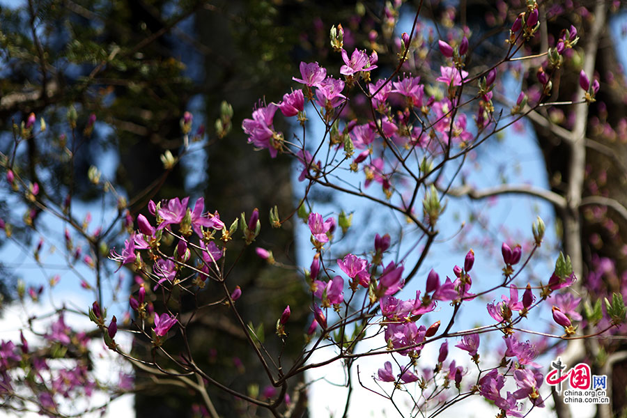逍遥园里的杜鹃娇艳欲滴